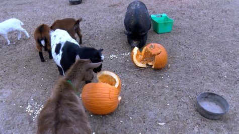 Pumpkin Feeding
