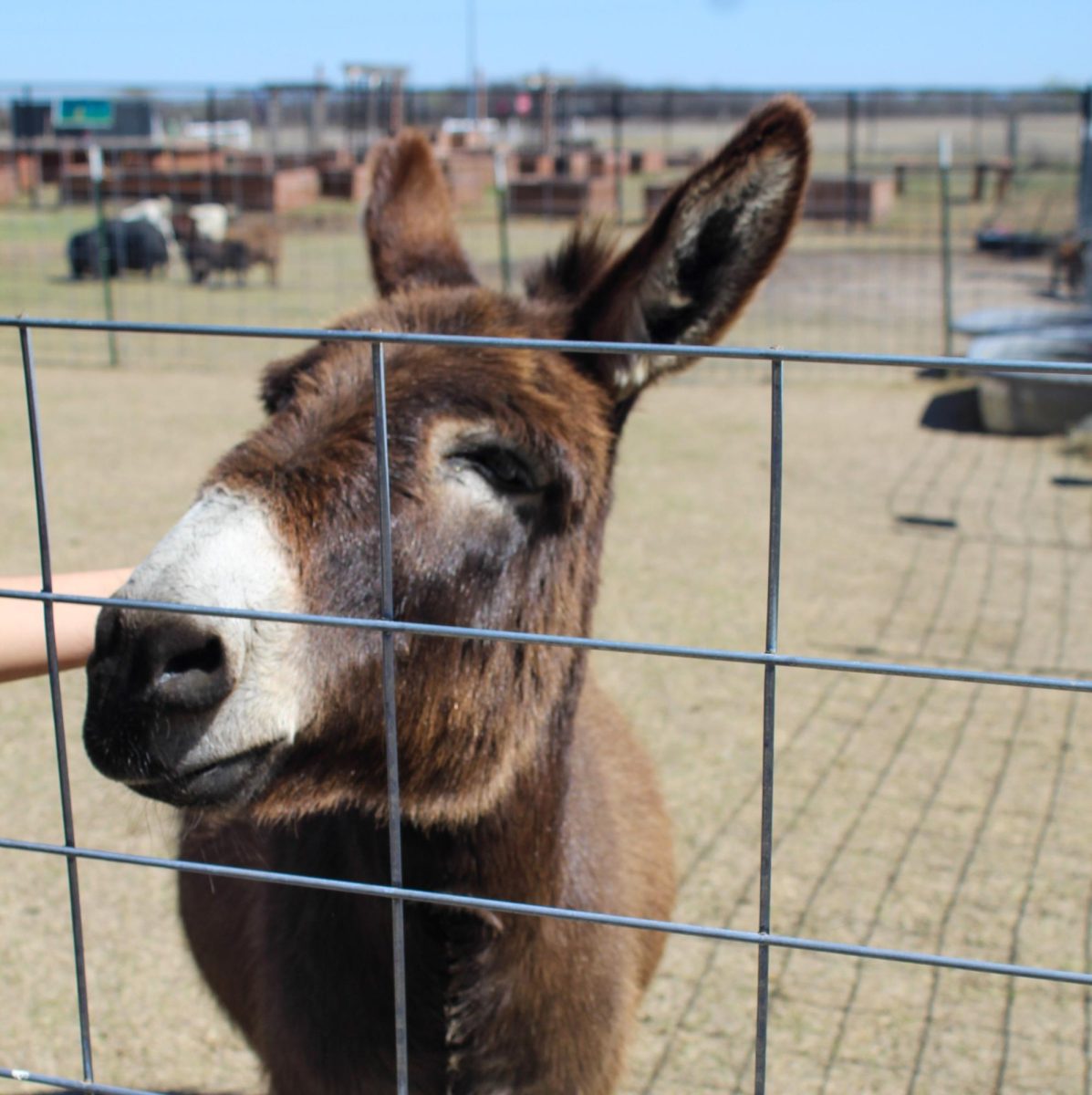 Jerry+the+miniature+donkey+has+recently+joined+the+other+animals+on+the+farm+on+a+permanent+loan.