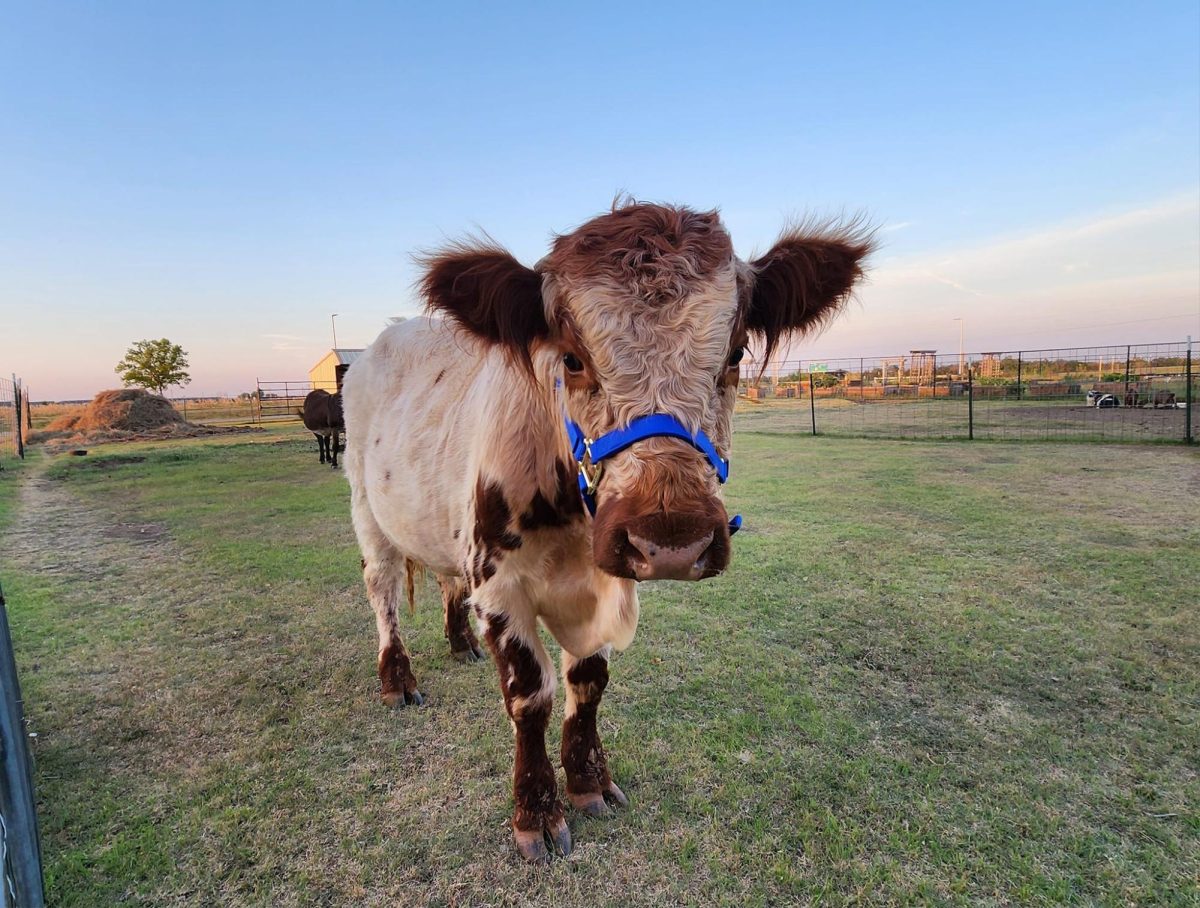 Darby, the new cow that is a mix of Highland and Red Angus breeds. (Courtesy Wichita Southeast FFA)